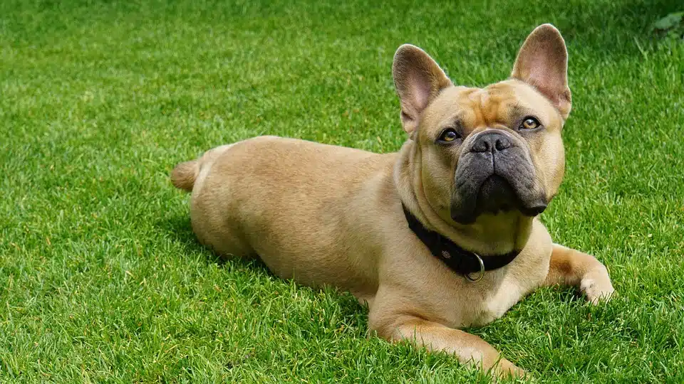 chien mignon