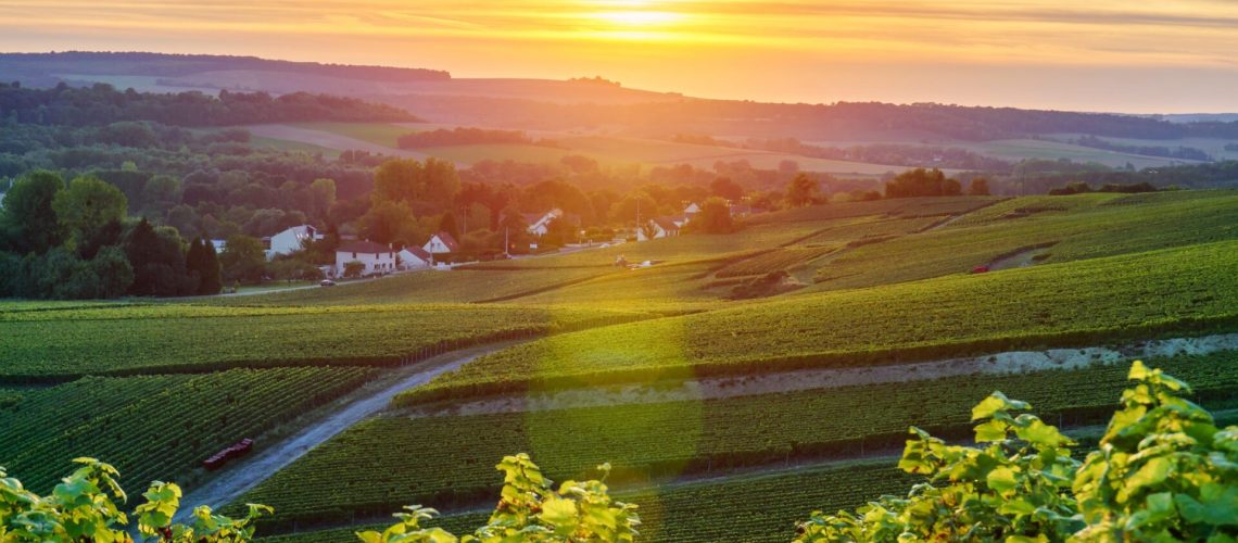 Champagne Vineyards at sunset, Montagne de Reims, France